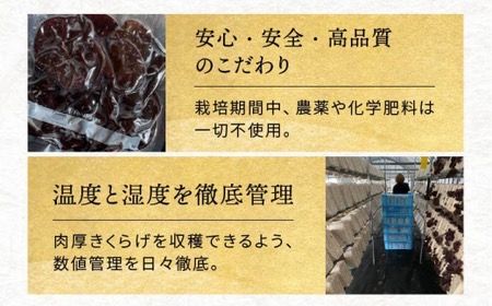 【全12回定期便】結樹農園 アグリス めんたい きくらげ 300g 《糸島》【結樹農園アグリス】きくらげ/国産/明太/明太子 [AAJ007]