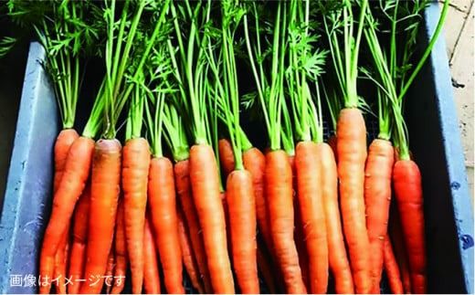 【全12回定期便】【福岡県糸島産】朝採れ 野菜 セット (8品前後) 《糸島》【オーガニックナガミツファーム】	[AGE012]