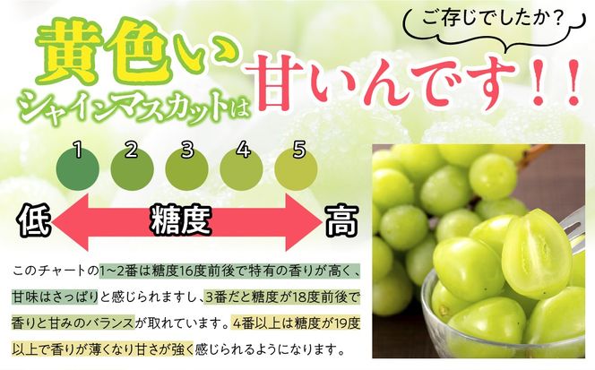 人気 シャインマスカット 約1.5kg 2～4房 ※沖縄県及び離島への配送はできませんので予めご了承ください。※常温配送 126-029-26y