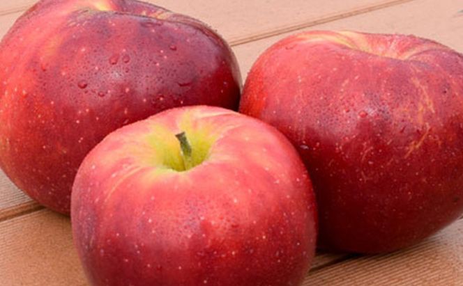 【2026年9月～発送】 紅玉約5kg 13～18玉 りんご 長野県産