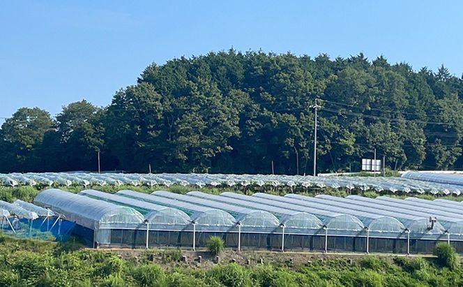 厳選 シャインマスカット 2房 合計1.1kg以上 産地直送 朝採れ ぶどう 葡萄 Kawahara Green Farm 岡山県産 2026年 果物 フルーツ 甘味 酸味 さっぱり 大粒 種なし 人気 甘い 
