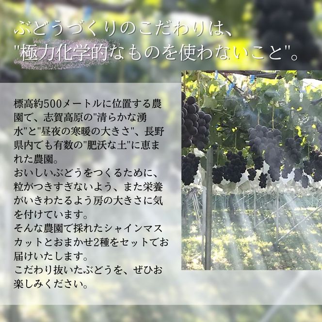 【2026年9月～発送】ぶどう シャインマスカット + おまかせ2種 約1.5kg（3?4房）山ノ内町産 ブドウ 葡萄 マスカット