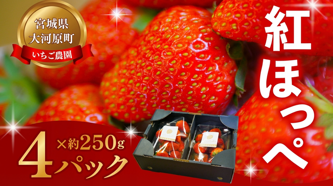 大河原町のいちご 完熟いちご 4パック 果物 フルーツ 苺 紅ほっぺ かおり みずみずしい ジューシー 期間限定 季節限定 いちご 小分け
