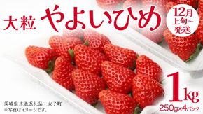 やよいひめ 大粒 250g（8～12粒）×4パック【2025年12月上旬発送開始】(茨城県共通返礼品：大子町) いちご 苺 果物 フルーツ 果実