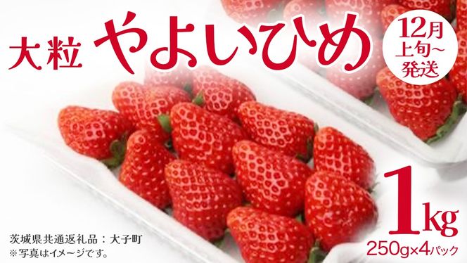 y錧vsz悢Ђ 嗱 250gi8`12j×4pbNy2025N12{Jnz(錧ʕԗiFq)   ʕ t[c ʎ