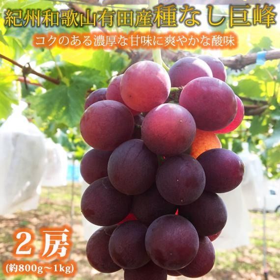 紀州有田産の種なし巨峰ぶどう2房(約800g〜1kg)AN049[2025年発送 先行予約]