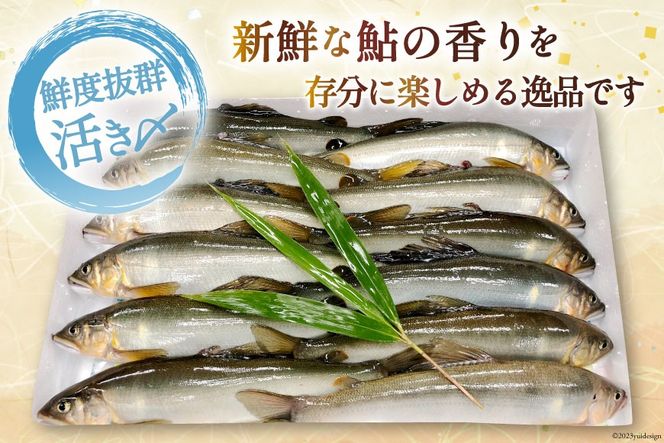 吉野の鮎 吉野川の歩き方 | しょあなブログ