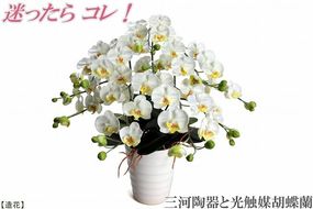 綺麗で丈夫な三河陶器で贈る光触媒胡蝶蘭小輪５本立（白の陶器×白色の花）H100-102