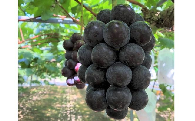 ぶどう 2026年 先行予約 ひらた農園 岡山県産 加温ハウス栽培 ニューピオーネ 2房（1房750g前後） 果物 ぶどう フルーツ 