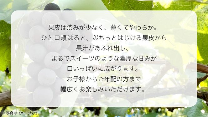 《 選べる 房数 》ナガノパープル 1房 / 2房 / 4房 【2026年8月上旬発送開始】(茨城県共通返礼品：大子町) ぶどう 葡萄 ブドウ 果物 フルーツ 果実