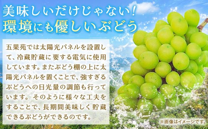 奇跡の越冬ぶどう シャインマスカット 1房 (800g以上) 五果苑《2024年11月上旬-2025年4月中旬頃出荷》越冬ぶどう フルーツ 果物 岡山県 浅口市 送料無料【配送不可地域あり】---124_c710_11j4c_24_24500_1---