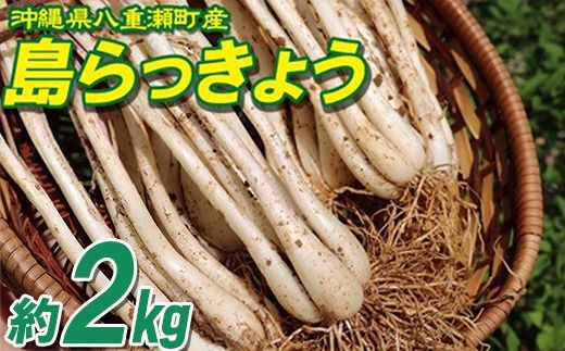 沖縄県八重瀬町産 島らっきょう約2kg