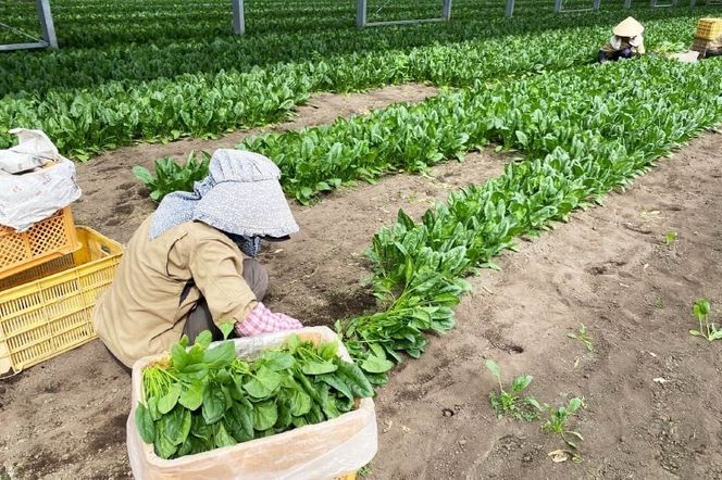 AI334 定期便 12回 小松菜 30束 [ 野菜 こまつな やさい 冷蔵 葉物野菜 田中農園 長崎県 島原市 ]