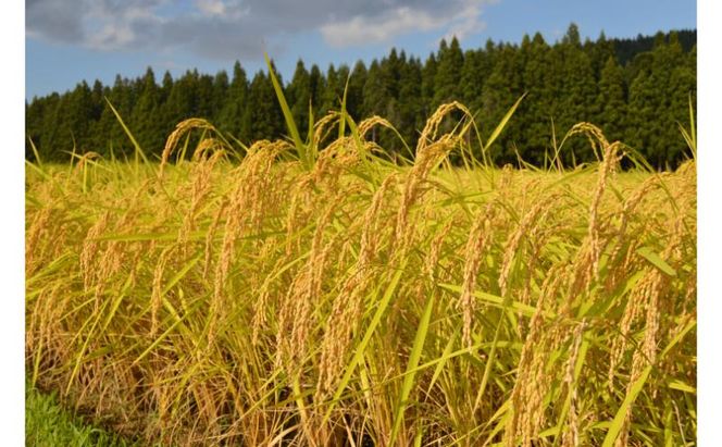 米 定期便 6ヶ月 コシヒカリ 金印 5kg 精米 白米 お米 魚沼産コシヒカリ 新潟米 新潟 十日町市 定期 6回