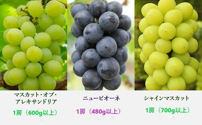 ぶどう 定期便 2026年 先行予約 晴れの国 岡山 の ぶどう定期便 3回コース 葡萄 ブドウ 岡山県産 国産 セット ギフト 果物 アレキサンドリア ニューピオーネ シャインマスカット 晴王 上品な香り 