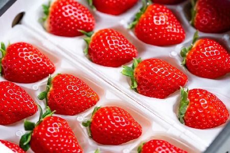 yꌧ_szyst ߘa8N1{蔭JnzԌ I() 250g×4pbNy C`S uh ̂ fU[g XC[c t[c aP[L o^Cz(H101107)