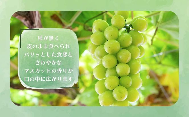 シャインマスカット、巨峰詰め合わせ 約3kg（各3～4房） CC46