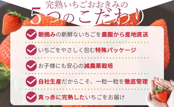 ＜高級いちご「おおきみ」と完熟ミディトマト「フルティカ」のセット（簡易包装）＞ 2025年1月上旬から4月末迄に順次出荷【 ご家庭用 家庭用 いちご イチゴ 苺 大粒 朝どれ 朝獲れ 完熟いちご 産地直送 とまと トマト 完熟トマト 】【b0867_sn】