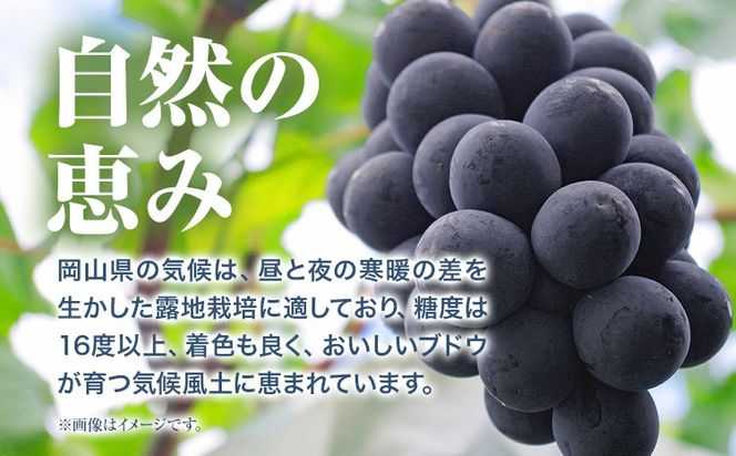 【ふるさと納税】【先行予約】 岡山県産 ニューピオーネ 2房 480g以上 露地栽培 有限会社ホーティカルチャー神島《9月中旬-10月下旬頃出荷》岡山県 笠岡市 葡萄 果物 厳選出荷 スイーツ フルーツ デザート 種なしぶどう【配送不可地域あり】---H-78---