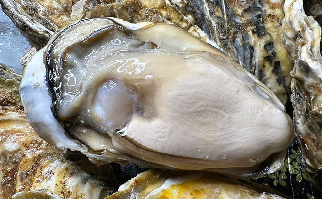 訳あり 北海道 厚岸産 あさり 殻付き牡蠣 各400g 魚貝類 海の幸 グルメ 大粒 肉厚 海鮮 オイスター 濃厚な甘み 