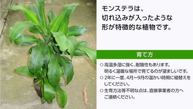 モンステラ 5号ポット 1点 家庭 で 園芸 鉢植え 苗 庭木 果樹 ガーデニング 植物 確実園  [BG018us]