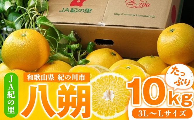 【先行予約】八朔約10kg(3L-Lサイズ)JAわかやま 紀の里地域本部 《2026年1月上旬-3月末頃出荷》 和歌山県 紀の川市 果物 フルーツ 柑橘 はっさく---wsk_jak21_1j3m_24_14000_10kg---