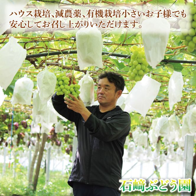 【先行予約】【2026年8月下旬順次発送開始】シャインマスカット2～3房（約1.5kg）【茨城県共通返礼品：下妻市】│ フルーツ 果物 ぶどう 種なし 大粒 数量限定 茨城県（BJ001）