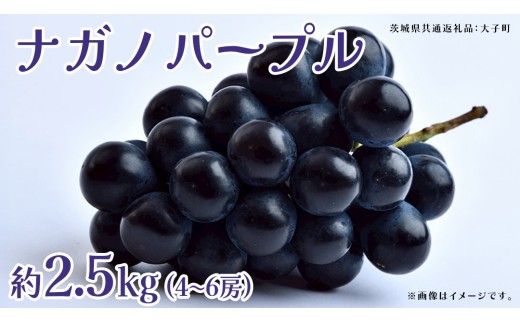 ナガノパープル 2.5kg (4～6房)【2026年8月下旬発送開始】(茨城県共通返礼品：大子町) ぶどう 葡萄 ブドウ 果物 フルーツ 果実