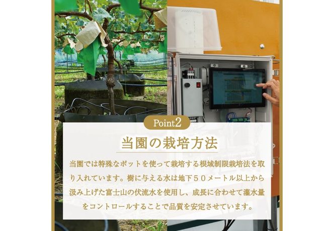富士吉田市産　ブドウ狩りプラン(シャインマスカット) ぶどう 葡萄 体験 収穫 フルーツ狩り 果物狩り フルーツ 果物 シャイン シャインマスカット 収穫体験 山梨 富士吉田