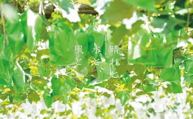 訳あり ニューピオーネ 2～3房 合計1.4kg以上 産地直送 朝採れ ぶどう 葡萄 岡山 Kawahara Green Farm 岡山県産 2026年 