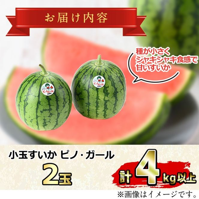 ピノガール 小玉 スイカ 3.2kg以上 ×4玉 すいか 西瓜 ピノ・ガール 楽天市場】ピノガール 小玉スイカ種子 【マイクロシード】【西瓜