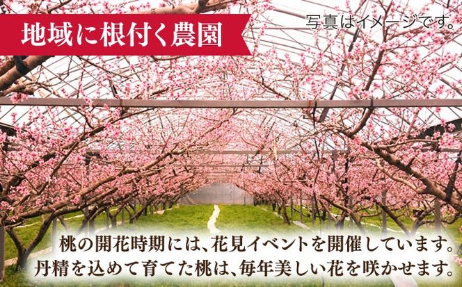 【2026年6月〜発送】【2回定期便】南島原の桃を食べ比べ 化粧箱入り 計2kg 日川白鳳 夢富士 あかつき なつっこ / 桃 もも ハウス桃 フルーツ 果物 / 南島原市 / ふくはちファーム[SBS001]