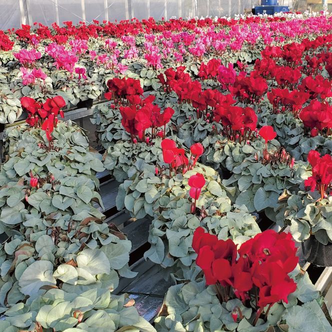 【先行予約】【長谷川園芸】オリジナル品種 シクラメン プラチナリーフ 6寸 レッド ※12月出荷【冬のギフト  フラワーギフト クリスマス 鉢花】(AT105)