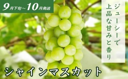 ［3回定期便］ 小布施の夏の味覚3回コース ［小布施屋］ 先行予約 フルーツ 果物 くだもの 野菜 やさい 数量限定 ネクタリン 桃 シャインマスカット ぶどう クール便 冷蔵 お楽しみ 3回お届け 長野県産 信州産 令和7年産 【2025年7月～10月発送】［D-2］