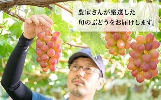 ぶどう 3種詰合せ 旬のぶどうの宝石箱 約1.5kg 3房 ［おぶせファーマーズ］ 果物 フルーツ くだもの ぶどう 葡萄 ブドウ クール便 冷蔵便 令和7年産 【2025年9月中旬～10月下旬発送】 ［F-546］
