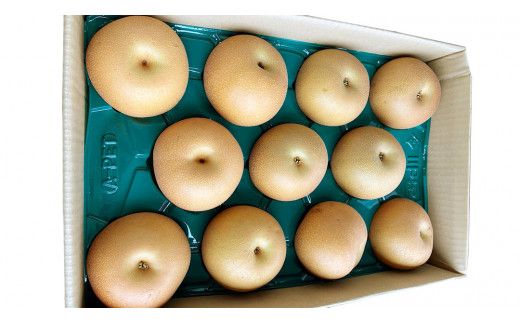 【 2026年9月下旬発送開始 】 茨城県産 梨 新高 （約 5kg ） 6～12玉 フルーツ 果物 なし ナシ 旬 新鮮 甘い 国産 ジューシー みずみずしい 先行予約 [CL005us]	