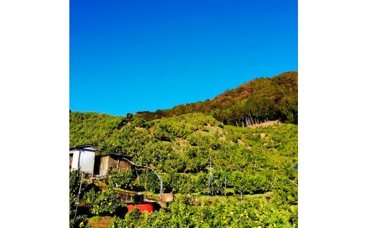 文旦 約10kg 家庭用 大玉 土佐文旦 高知 ぶんたん ブンタン 期間限定 数量限定 3Lサイズ 16～18個 果物 柑橘 フルーツ 高知県産 家庭用 ご自宅用 傷 美味しい