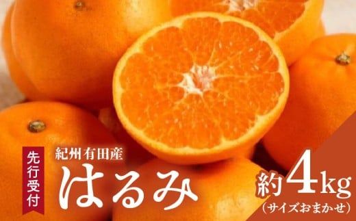 ZD6376n_【2027年先行予約】【厳選・濃厚】 紀州有田産のはるみ 約4kg(サイズおまかせ)【ハルミ 春見 ミカン 蜜柑 柑橘 和歌山 有田】