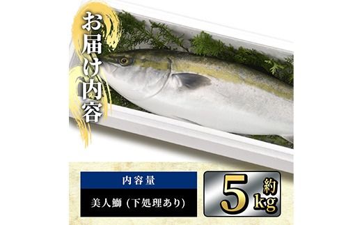 ＜12/28発送限定＞ 神経締めでまるごと1本お届け！美人鰤 下処理あり (1本・約5kg) 美人ブリ 美人鰤 ぶり ブリ 鰤 年末発送 神経締め ブランド魚 獲れたて 鮮魚 まるごと 冷蔵 海の直売所 大分県 佐伯市 ＜離島配送不可＞ 【AS155】【海べ】