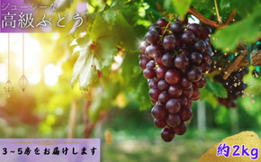  【8月下旬に発送】ジューシーな高級ぶどう 約2kg(3~5房)/ぶどう 藤稔 黒ブドウ 果物 くだもの フルーツ 有機 【kmf004】