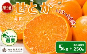［先行予約］厳選 せとか5kg+250g（傷み補償分）［柑橘・春みかんの王様］［光センサー選果・食べ頃出荷］［IKE119w］ CZ050