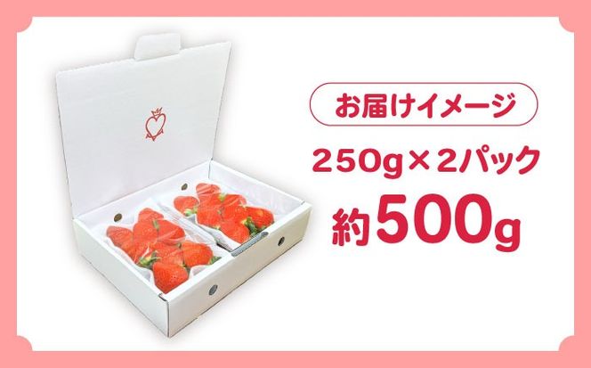 【2026年1月～発送】南島原産 いちご 「恋みのり」約250g×2P / イチゴ 苺 フルーツ 果物 / 南島原市 / あゆみfarm[SFF006]