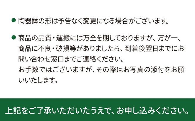 電磁波吸収サボテン 『セレウス・ペルヴィアナス(セレウスサボテン) 』 糸島市 / cocoha 観葉植物 グリーン 緑 インテリア[AWB042]