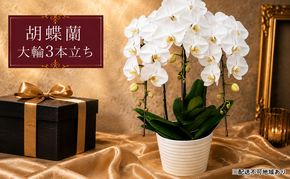 幸せが飛んでくる胡蝶蘭大輪3本立ち【配送不可：北海道、東北、沖縄、離島】 植物 