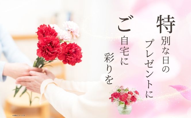 ＜2026年9月～11月まで3ヵ月連続お届け＞ 北海道 カーネーション ミックス 4品種 12本以上 切り花 切花 花束 ブーケ 季節 旬 生花 フラワー アレンジメント 記念日 産地直送 つきがたふるさと花の会