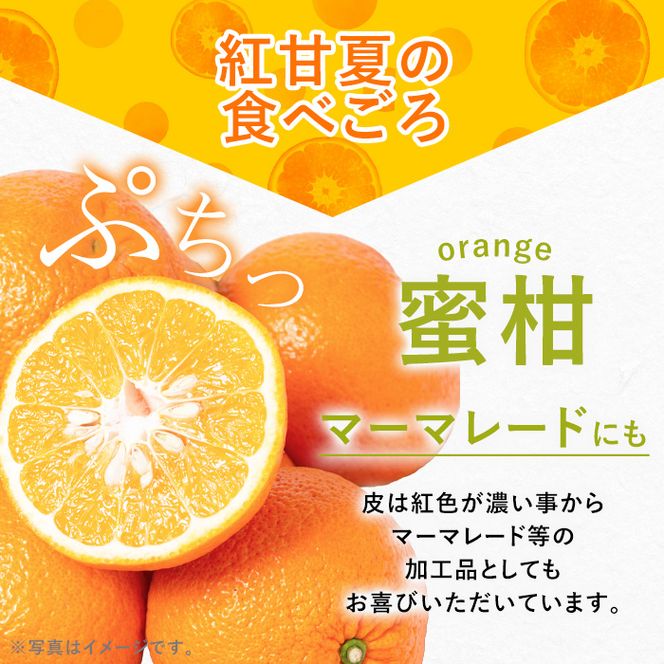 数量限定！鹿児島県産紅甘夏みかん(約10kg・28玉～32玉)国産 果物 フルーツ【鹿児島いずみ農業協同組合】akn018-05