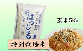 特別栽培米★玄米５kg 【ハツシモ】 お米 ブランド米 銘柄米 ご飯 おにぎり アッサリ 幻のお米 大粒 