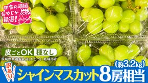 【2026年9月より発送開始】 【 訳あり 】 シャインマスカット 8房相当（約3.2kg） 田舎の頑固おやじが厳選！（茨城県共通返礼品 [ぶどう]：結城市産）果物 フルーツ 不揃い わけあり 先行予約 家庭用 フルーツ ブドウ 果物 ぶどう シャイン マスカット くだもの 先行予約[BI209-NT]