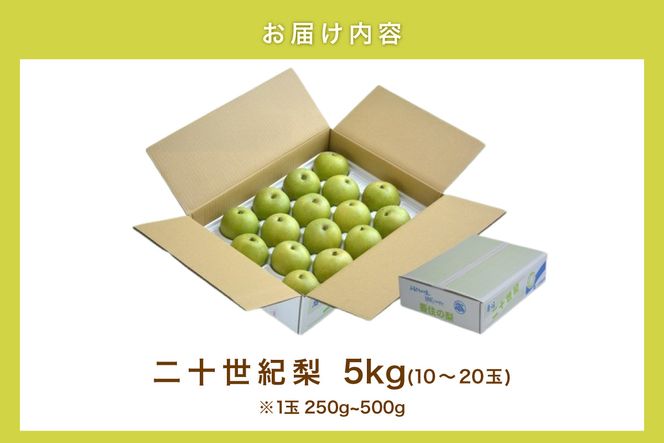 【2026年産 先行予約】【梨 二十世紀梨 約5kg 10～20玉 1玉250～500g】【令和8年8月下旬以降発送予定】 梨 20世紀梨 香住梨 シャキシャキ 甘味 瑞々しさ 香住梨 フルーツ 果物 贈答品 ギフト なし ナシ 和梨 青梨 大人気 おすすめ ランキング 兵庫県 香美町 香住 JAたじま 12-25