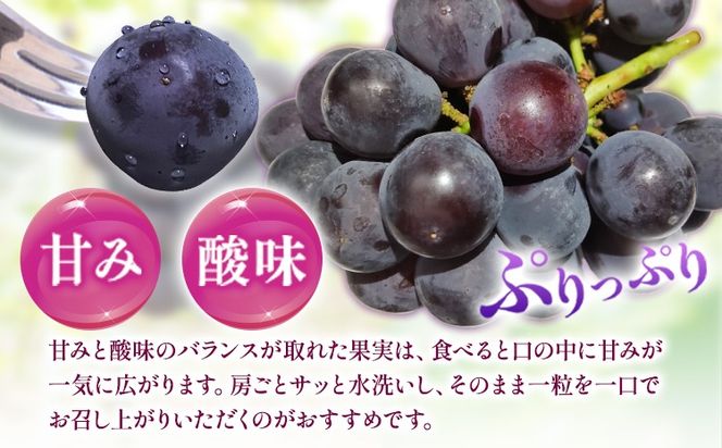 【先行予約】紀州和歌山産 ピオーネ 約2kg 3房-5房 魚鶴商店 《2026年8月下旬-9月下旬頃出荷》 和歌山県 日高川町 フルーツ ぶどう 巨峰 2kg 和歌山県産 送料無料---wshg_cuot57_8g9g_24_20000_2kg---